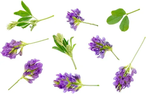 Miniatura 2 de Semilla de leguminosa de forraje de alfalfa para pastos, heno y ganado (1 libra)