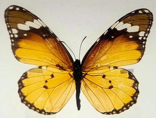 Miniatura 12 de Mariposa Bluebottle real de 2.9 pulgadas en resina de Lucite transparente, grafio, sarpedón, colección de manualidades para biología, ciencias