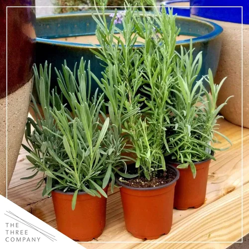 Miniatura 6 de Hierba aromática y comestible viva, lavanda (4 por paquete), potenciador natural del sueño, 6 pulgadas de alto por 4 pulgadas de ancho en 1 pinta