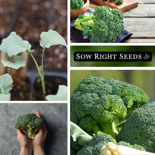 Miniatura 4 de Sow Right Seeds - Waltham 29 semillas de brócoli para plantar - Paquete de reliquia sin OMG con instrucciones para plantar un huerto en el hogar al