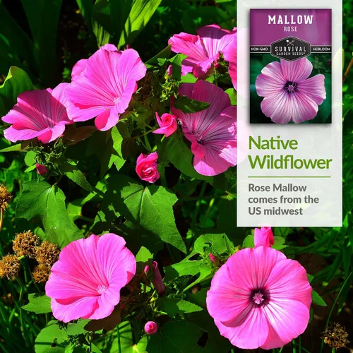 Miniatura 4 de Survival Garden Seeds - Semilla de malva rosa para plantar - Paquete con instrucciones para plantar y cultivar flores silvestres nativas