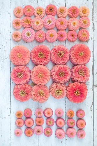 Miniatura 2 de TomorrowSeeds - Semillas de zinnia Coral Beauty - Más de 600 unidades - para plantar en 2025 sin OMG de larga duración para jardín, flores gigantes
