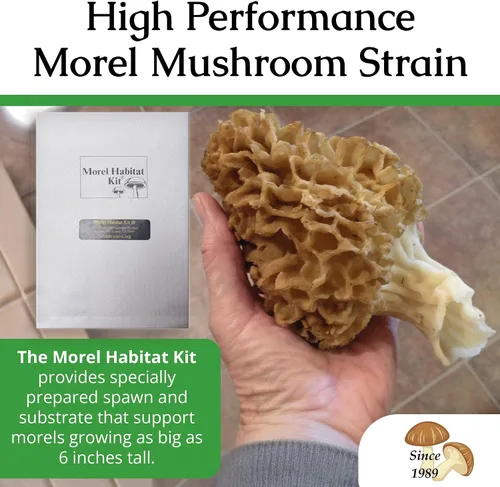 Miniatura 9 de Hábitat para cultivo de morillas, juego de cultivo de setas para el patio Compatible with Any Soil Type Across the U.S., Outdoor Garden & Backyard