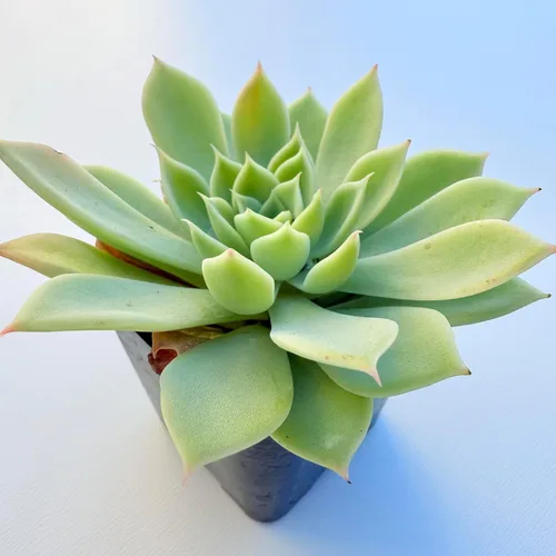 Miniatura 4 de Plantas suculentas vivas, variedades surtidas en dos tamaños de maceta, plantas de fácil cuidado para interiores y exteriores, GNEM