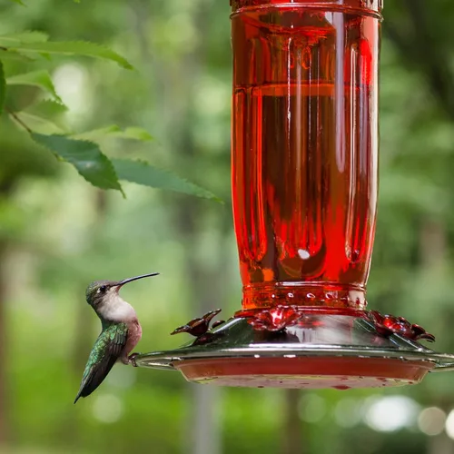 Miniatura 2 de Kingsyard Comedero de vidrio para colibríes para exteriores, comedero para pájaros silvestres con 6 puertos de alimentación para colgar para patio