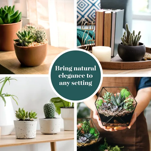 Miniatura 6 de Shop Succulents Premium Plantas suculentas mini vivas de cactus en macetas de 5 cm, fácil cuidado para jardinería en interiores o exteriores