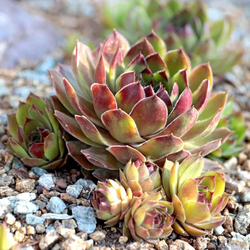 Miniatura 5 de Mountain Crest Gardens Sempervivum - Paquete a granel – 25 plantas vivas resistentes al frío, 5 de cada variedad, enraizadas en macetas de 2