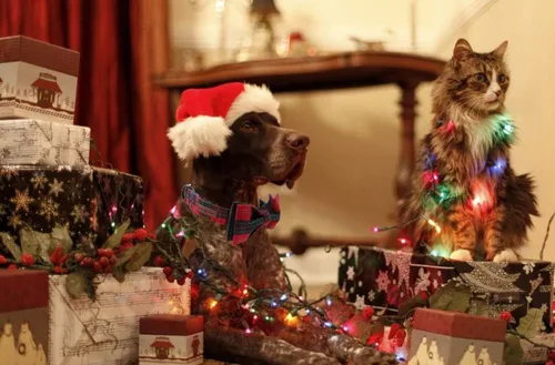 Miniatura 5 de Lionet Paws Collar navideño para perro y gato con corbatín, suave y cómodo, collar ajustable