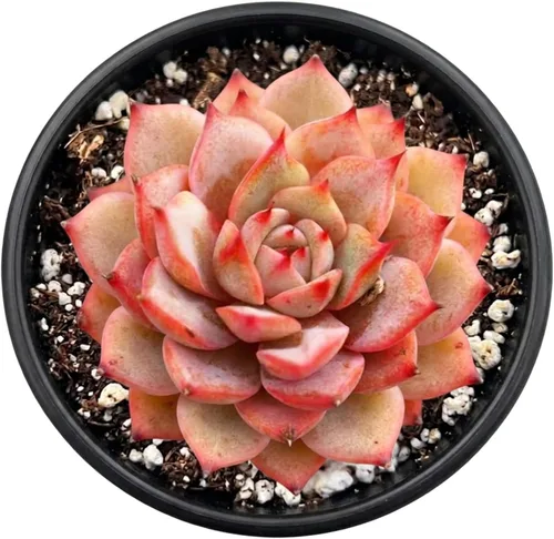 Miniatura 3 de Plantas suculentas vivas de 2 pulgadas, cactus con cono de pino, mini suculentas en maceta, planta de interior de fácil cuidado, regalos únicos