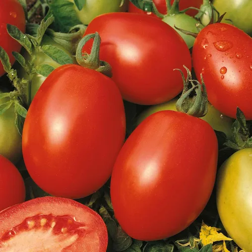 Miniatura 28 de Eden Brothers Semillas de tomate – Semillas de brandywine negro sin OMG para plantar, paquete Semillas vegetales de bajo mantenimiento, plantas