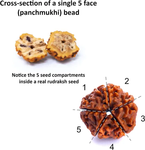 Miniatura 5 de Wonder Care Auténtica Rudraksha Mala Pulsera auténtica de Rudraksha del Himalaya de 5 caras Cuentas de Rudraksha Pulseras de cuentas para hombres