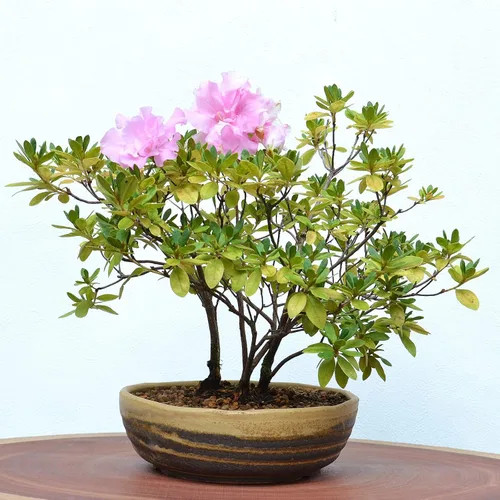 Miniatura 7 de Wazakura Serie Shigaraki Maceta de Bonsái de Cerámica Esmaltada con Rayas de Polvo Amarillo Hecha en Japón, Contenedor de Entrenamiento para Jardín