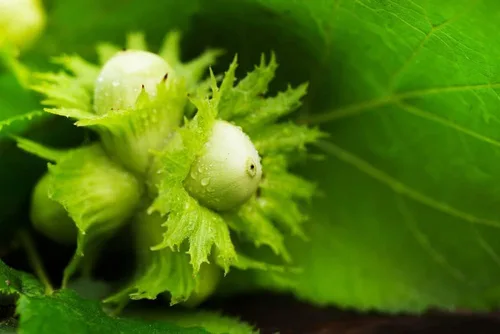 Plántulas de árbol vivo para plantar, cultivar plantas de árboles vivos, sin envío a California (American Hazelnut)