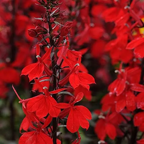 Miniatura 3 de Park Seed Lobelia - Semillas de plantas de flores, fáciles de cultivar, perfectas para jardín de primavera, Crystal Palace, paquete de 20