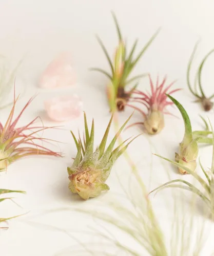Miniatura 3 de Shop Succulents Colección variada Variedad de especies, planta tropical de interior para decoración del hogar, terrarios DIY, paquete de 10