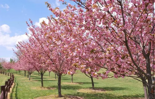 Miniatura 5 de Okame Flowering Cherry Tree - Planta viva de 10 a 16 pulgadas de alto - Maceta de cuarto de galón Plántula de flor de cerezo japonés rosa - Prunus