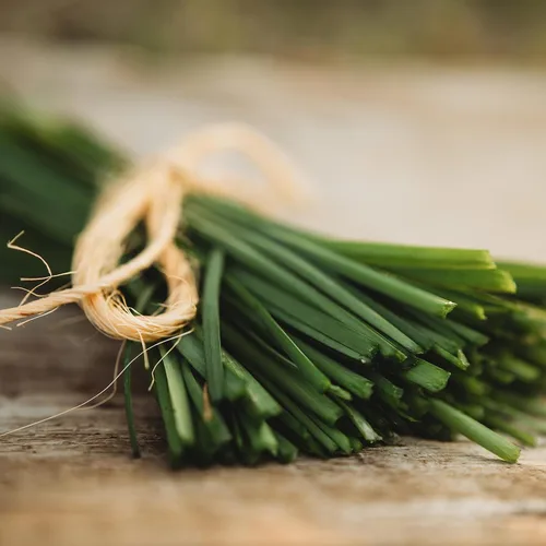 Cebollino de ajo – 100 semillas – Variedad de reliquia y polinizada abierta, semillas de hierbas culinarias sin OMG para plantar, cultivar hierbas