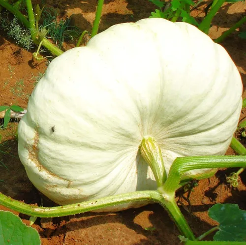 Miniatura 2 de TomorrowSeeds - Semillas de calabaza boer blancas planas - Paquete de más de 10 unidades - Apilables Cenicienta acanaladas de jabalí de otoño Casper