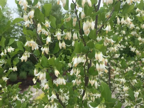 6 semillas de arbusto de campana de nieve americana para plantar - Styrax americanus - Elegantes flores lloronas - Ideal para jardín o patio