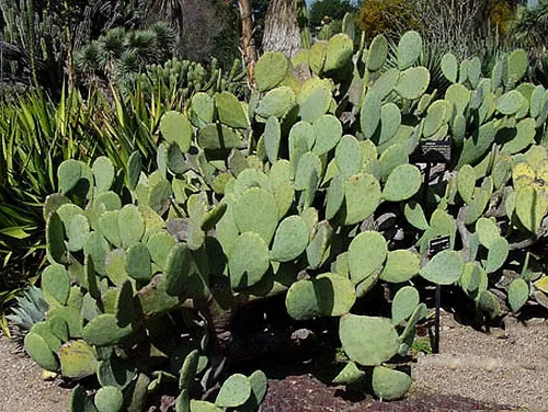 3 almohadillas sin espinas comestibles sin espinas Nopales nopales nopales cactus almohadillas de opuntia cacanapa suculentas corte plantación