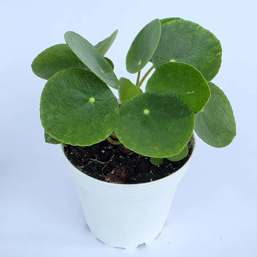 Miniatura 3 de Planta de dinero china viva (Pilea Peperomioides) Disponible en maceta de vivero de 2.5 pulgadas y 4 pulgadas o añade nuestra maceta geométrica