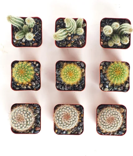 Miniatura 2 de Shop Succulents Colección Cool Cactus de plantas suculentas vivas, paquete variado seleccionado a mano de cactus Colección de macetas de 9 en 2