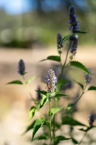 Miniatura 5 de Plant Good Seed Semillas de menta de regaliz coreano para plantar: hierba perenne, flores moradas - Paquete de 50 semillas Sweet Licorice-Scented