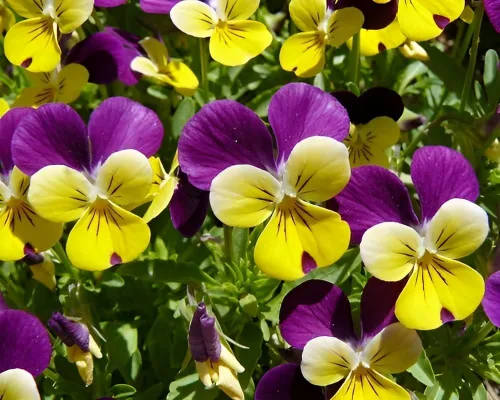 Johnny Jump Up Seeds - Variedad de violas tradicionales | Semillas sin OMG para plantar | Flores encantadoras, de bajo mantenimiento, resistentes al