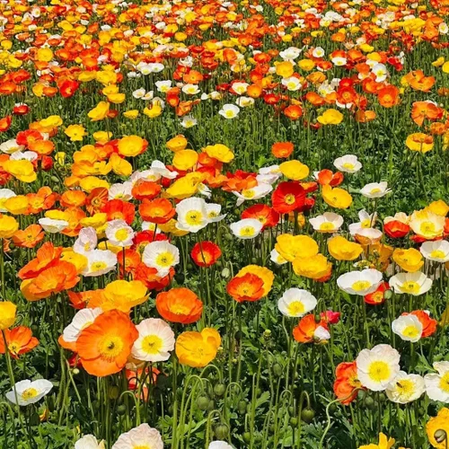 1000 semillas perennes de amapola de Islandia, fáciles de plantar, flores pastel brillantes y suaves de larga duración para los amantes del jardín