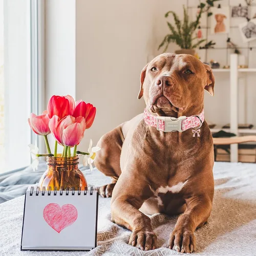 Miniatura 76 de Aring Pet Collar de algodón, lindo, con hebilla de liberación rápida, para bodas, para perros pequeños, medianos y grandes, rosa Terciopelo rosa