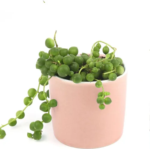 Miniatura 6 de String of Pearls Senecio Rowleyanus (maceta de plástico de 2 pulgadas) – La mejor planta de interior para decoración de hogar y oficina
