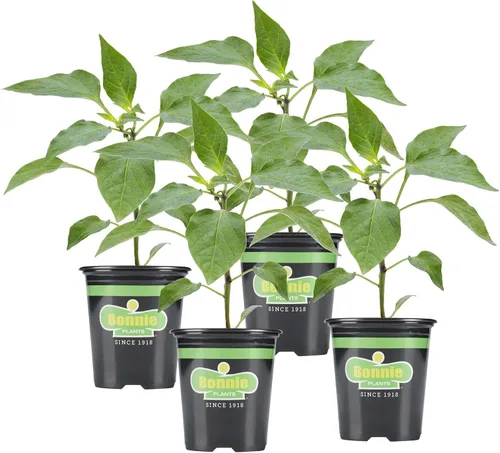 Miniatura 11 de Bonnie Plants Pimienta de plátano picante 19.3 oz. paquete de 4, amarillo