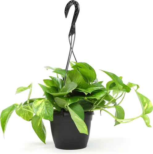 Planta de Potos dorado en vivo en maceta colgante en vivo de Plants for Pets, 1 unidad