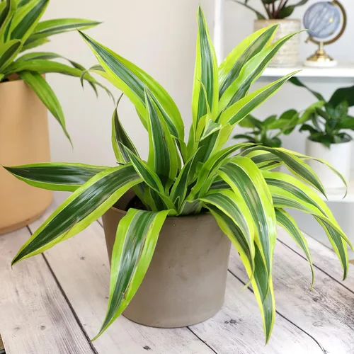 Miniatura 4 de Dragon Tree - Maceta fácil de 6 pulgadas, plantas reales para decoración de sala de estar, planta de oficina, plantas de casa con poca luz, plantas