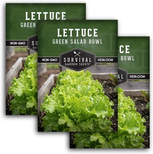 Miniatura 11 de Semillas de lechuga verde para plantar, semillas de lechuga de hojas verdes resistentes al calor para cultivo de jardín, variedad tradicional
