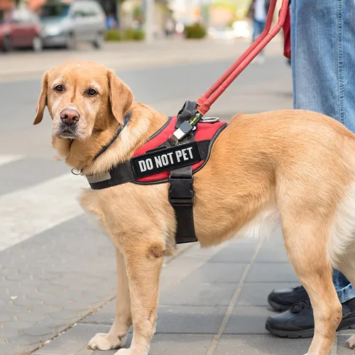 Miniatura 5 de 2 piezas de parches de perro en entrenamiento con respaldo de gancho para chalecos y arneses de animales de servicio