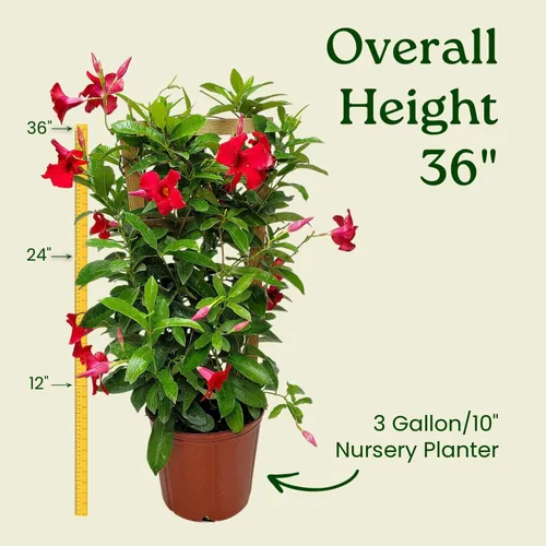 Miniatura 3 de Mandevilla - Planta viva, enrejado, mandevilla de floración gigante roja, Tropical Plants of Florida - Altura total de 36 pulgadas (solo planta)