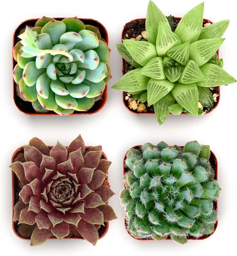 Shop Succulents Echeveria y Rosette, paquete de suculentas vivas variadas - Plantas en maceta de 2 pulgadas totalmente enraizadas para regalos,