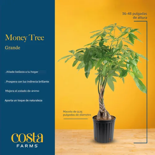 Miniatura 4 de Costa Farms Árbol del Dinero, planta viva en maceta decorativa, purificadora de aire, planta de interior grande, perfecta para decoración del hogar