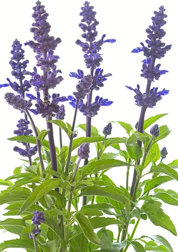 Salvia Evolution - 50 Semillas