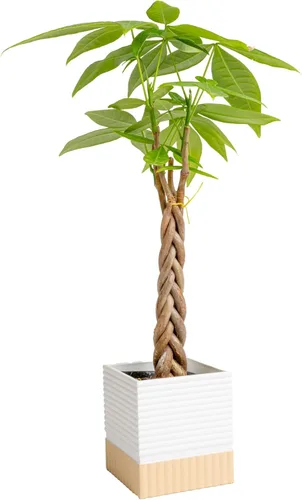 Miniatura 12 de Costa Farms Árbol del Dinero Planta Viva en Maceta Decorativa, Purificadora de Aire para Interiores, Perfecta para Decoración de Hogar, Habitación u