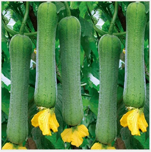 Miniatura 3 de Semillas de Verduras Plantas de jardín Luffa cylindrica Semillas de lufa 20+ Pcs