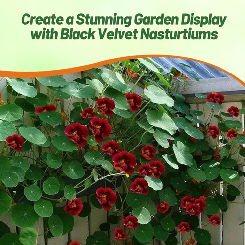 Miniatura 6 de Outsidepride Tom Thumb - Semillas de capuchina de terciopelo negro, 400 unidades, anuales, fáciles de cultivar y versátiles, semillas de flores