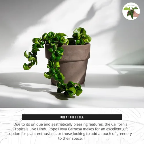 Miniatura 6 de California Tropicals Cuerda hindú viva Hoya Carnosa – Idea única de regalo de planta de interior para decoración del hogar, maceta en una maceta