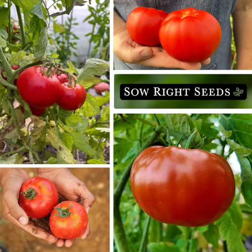 Miniatura 4 de Sow Right Seeds - Semillas de tomate Marglobe para plantar - Paquete de reliquia sin OMG con instrucciones para plantar y cultivar un huerto casero