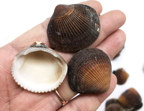 Miniatura 12 de Conchas marinas Pepperlonely, vieiras de diferentes tamaños