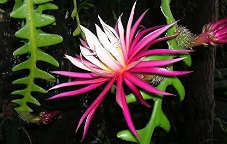 Miniatura 2 de Epiphyllum, cactus orquídea, 'RIC Rac', híbrido Ephiphyllum, Cactaceae, planta en maceta de 4 pulgadas