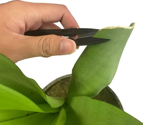 Miniatura 5 de HFS (R) Tijeras de bonsái, podadoras para brotes y hojas, tijeras para recortar plantas, flores, 6