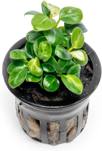 Miniatura 67 de SubstrateSource Plantas vivas – Anubias Hastifolia (Anubias hastifolia) – Luz baja a moderada, hojas en forma de flecha de color verde medio a