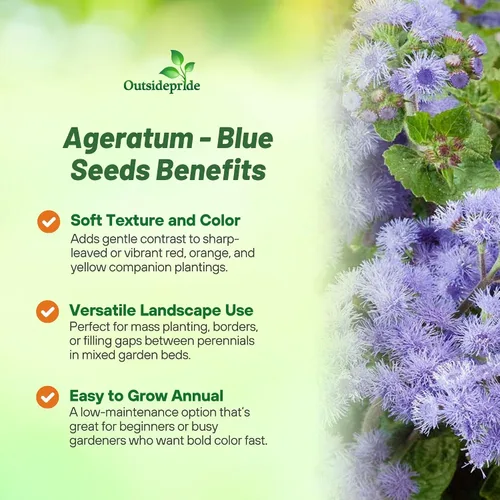 Miniatura 3 de Outsidepride Blue Ageratum Seeds - 5000 semillas anuales de flores para plantar con flores vibrantes y peludas, fáciles de cultivar y tolerantes a